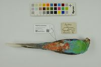 Type-eksemplar av svarthetteparakitt (Psephotus dissimilis; NHMO-BI-64259). Foto: NHM/Lars Erik Johannessen.