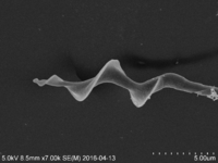 SEM-bilde av hode av spermcelle fra blåstrupe (Luscinia s. svecica). Foto: Hanna N. Støstad.