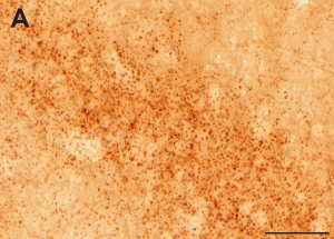 A: Punctuate dark-brown labeling representing VGLUT3-positive nerve endings in the pyramidal layer of the hippocampus. Scale bar, 50 µm.
